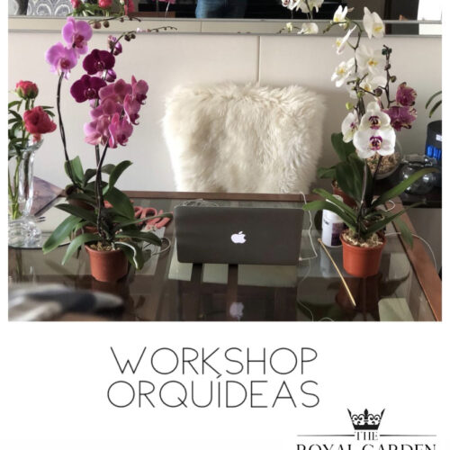 Workshop: Cuidados básicos para tus orquídeas Nivel 1 (online)