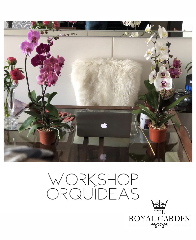Workshop: Cuidados básicos para tus orquídeas Nivel 1 (online)