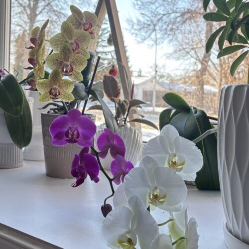 Workshop: Cuidados para tu Orquídea Nivel 2 (online)
