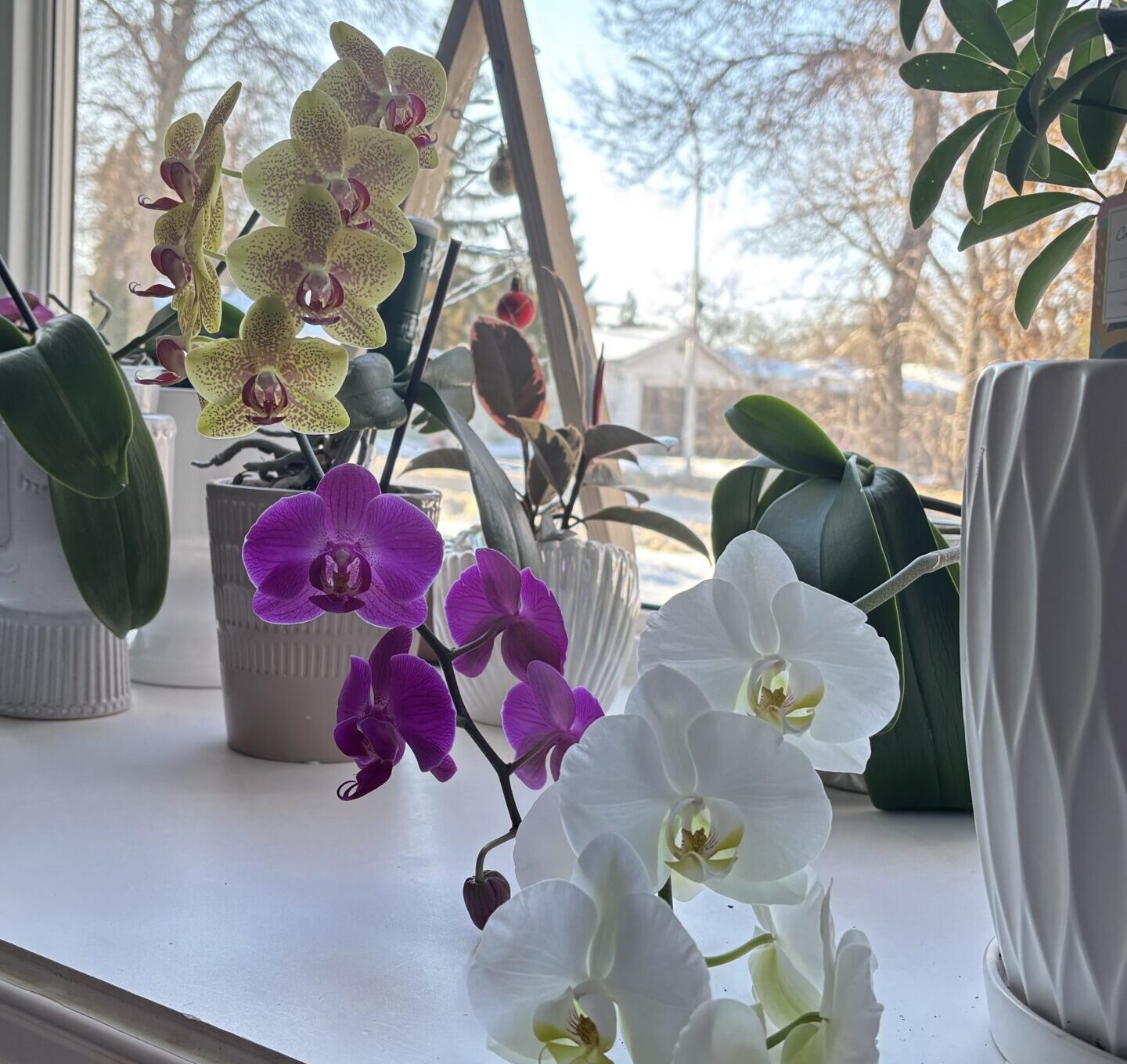Workshop: Cuidados para tu Orquídea Nivel 2 (online)